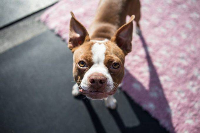 A Che Età Il Cane Sceglie Il Padrone