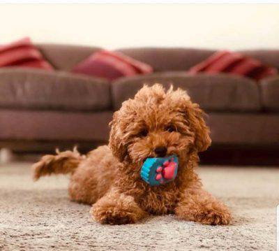 Brownie il cane della Marcuzzi 