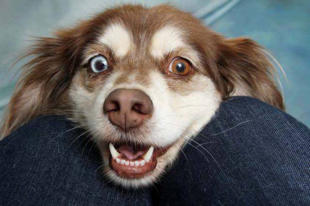 Come Capire Se Il Cane Ti Ha Scelto Come Padrone