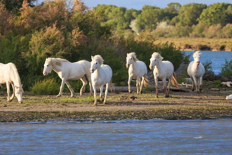 cavalli selvatici italia