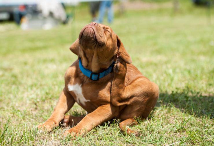 Dermatomicosi nel cane