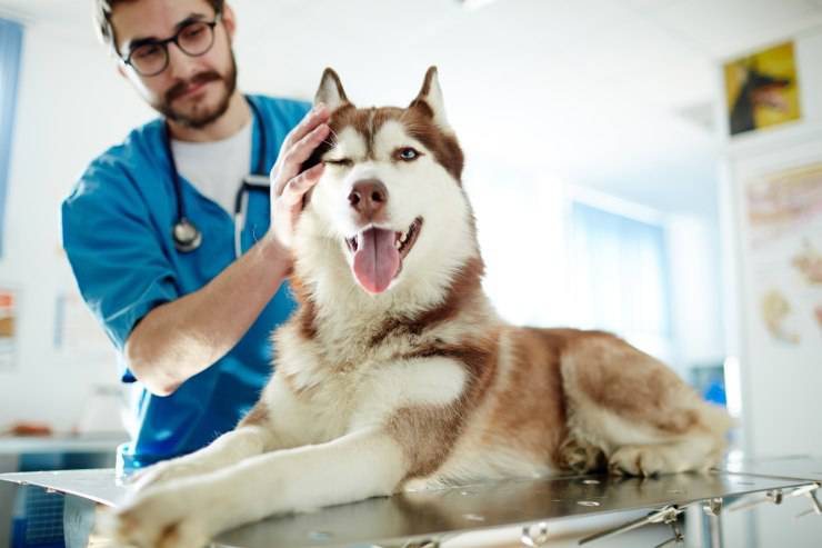 cane veterinario 