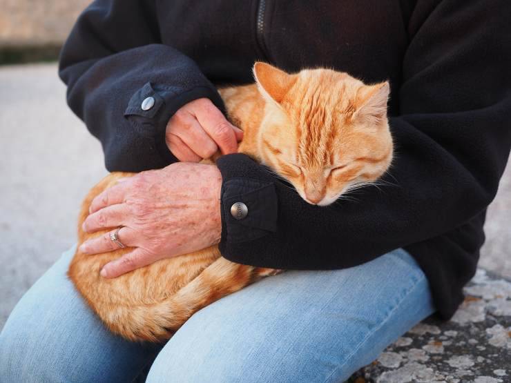 giardia gatto trasmissione uomo