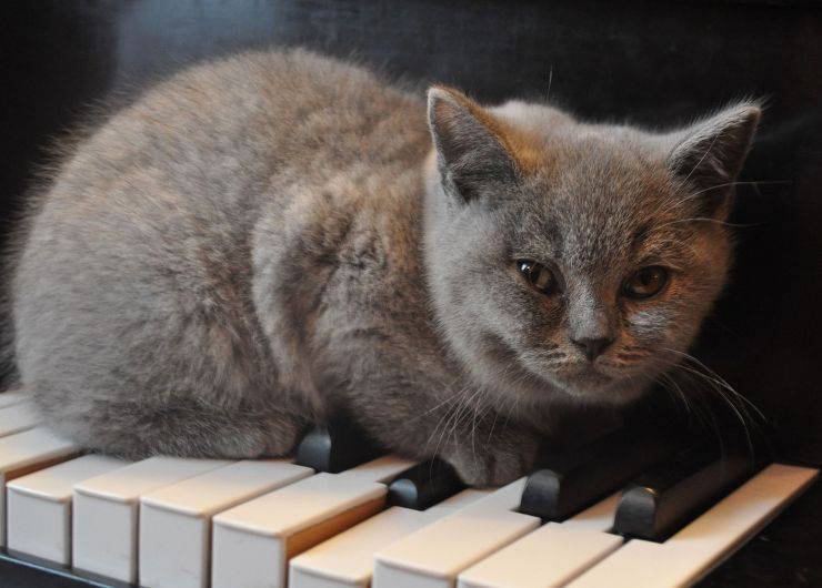 gatto sul pianoforte