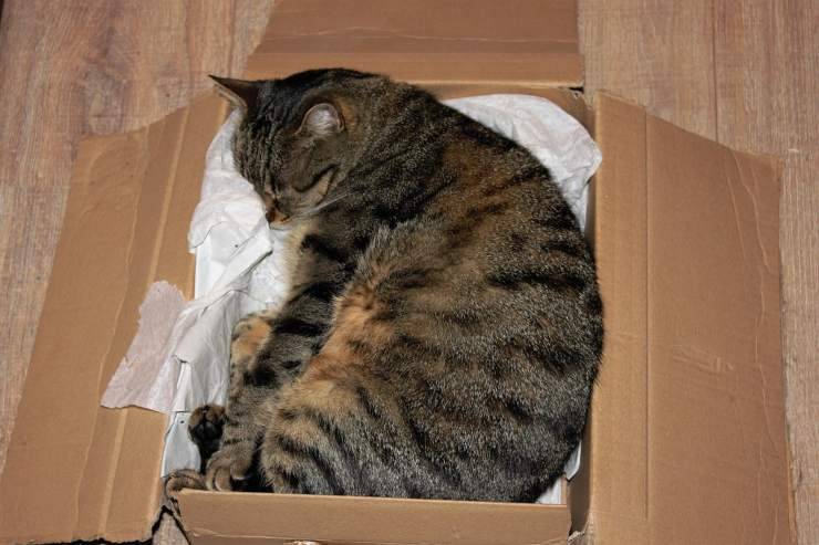 I gatti amano le scatole