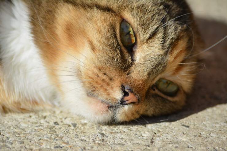 gatto micio relax