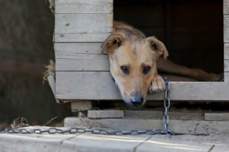 Cane triste legato alla catena Facebook