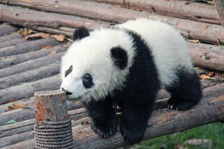 panda cucciolo