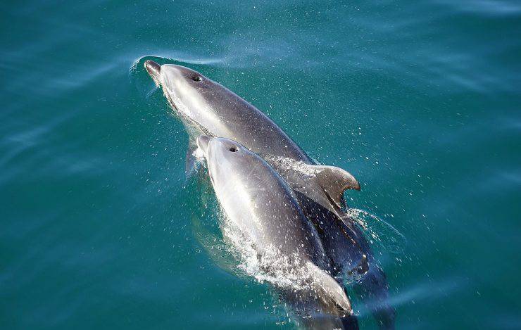 delfino con cucciolo