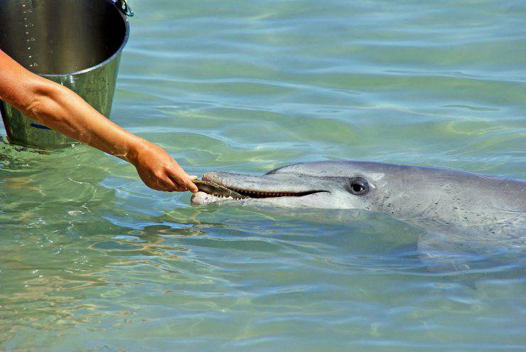 delfino mangia