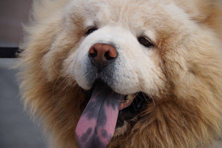 Sviluppo molare anormale nel cane