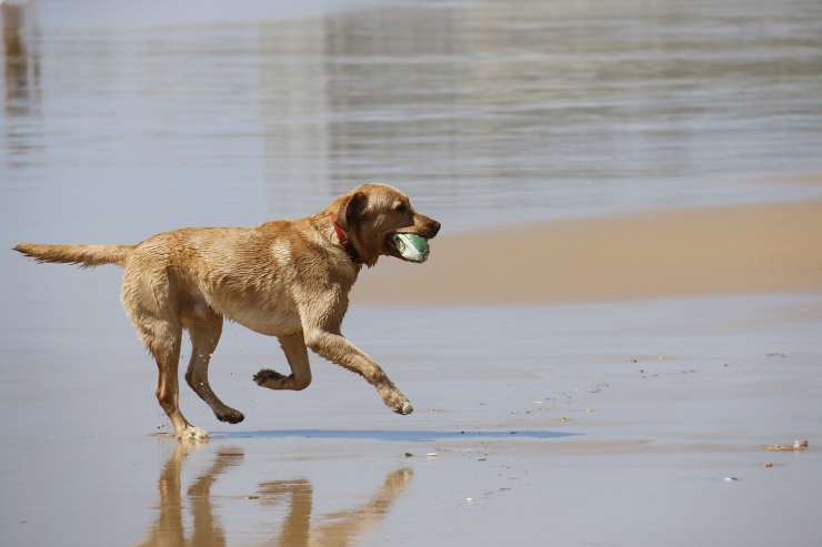 Cane gioca sulla spiaggia (Foto Pixabay)