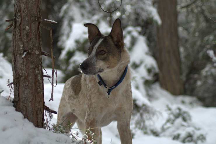 Cagnolino nella neve (Foto Pixabay)