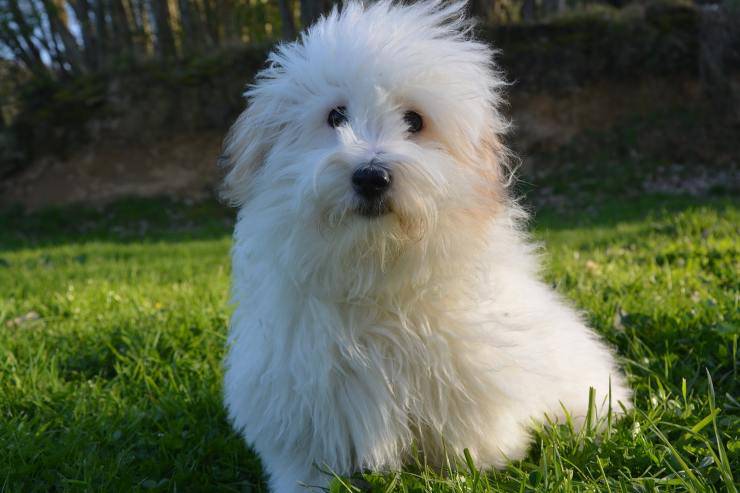 Coton De Tulear