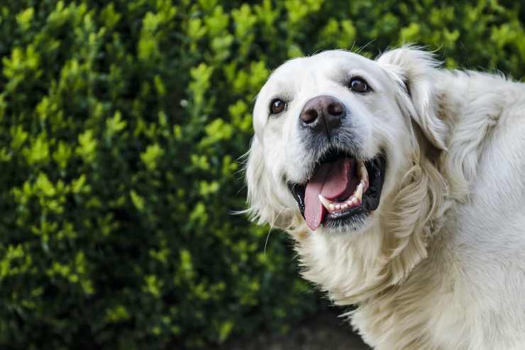 La simpatia del Golden Retriever (Foto Pixabay)