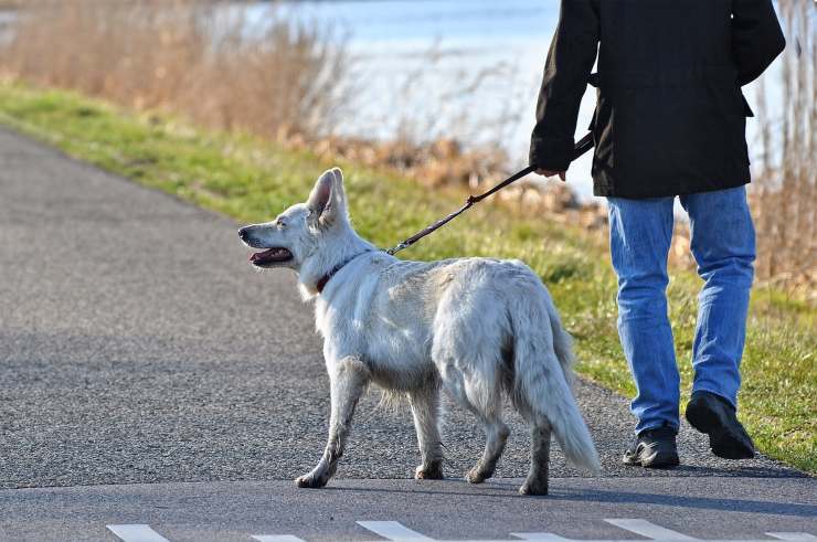 cane collare pericoli