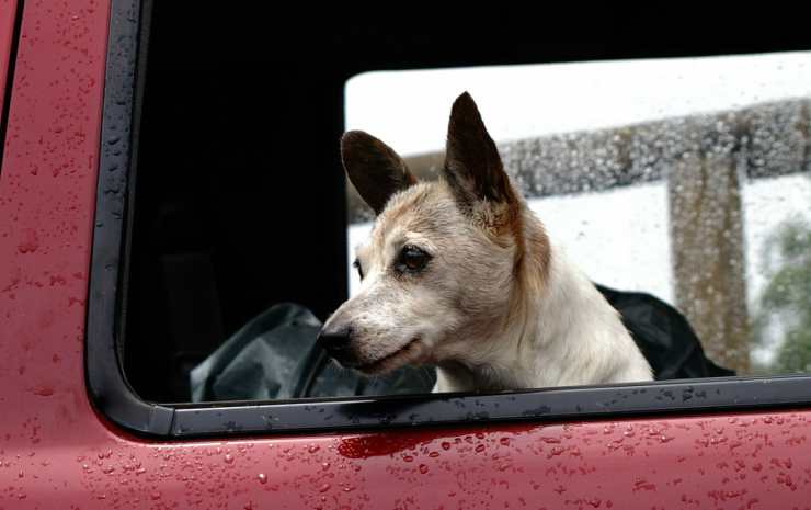 Cane triste in auto (Foto Pixabay)