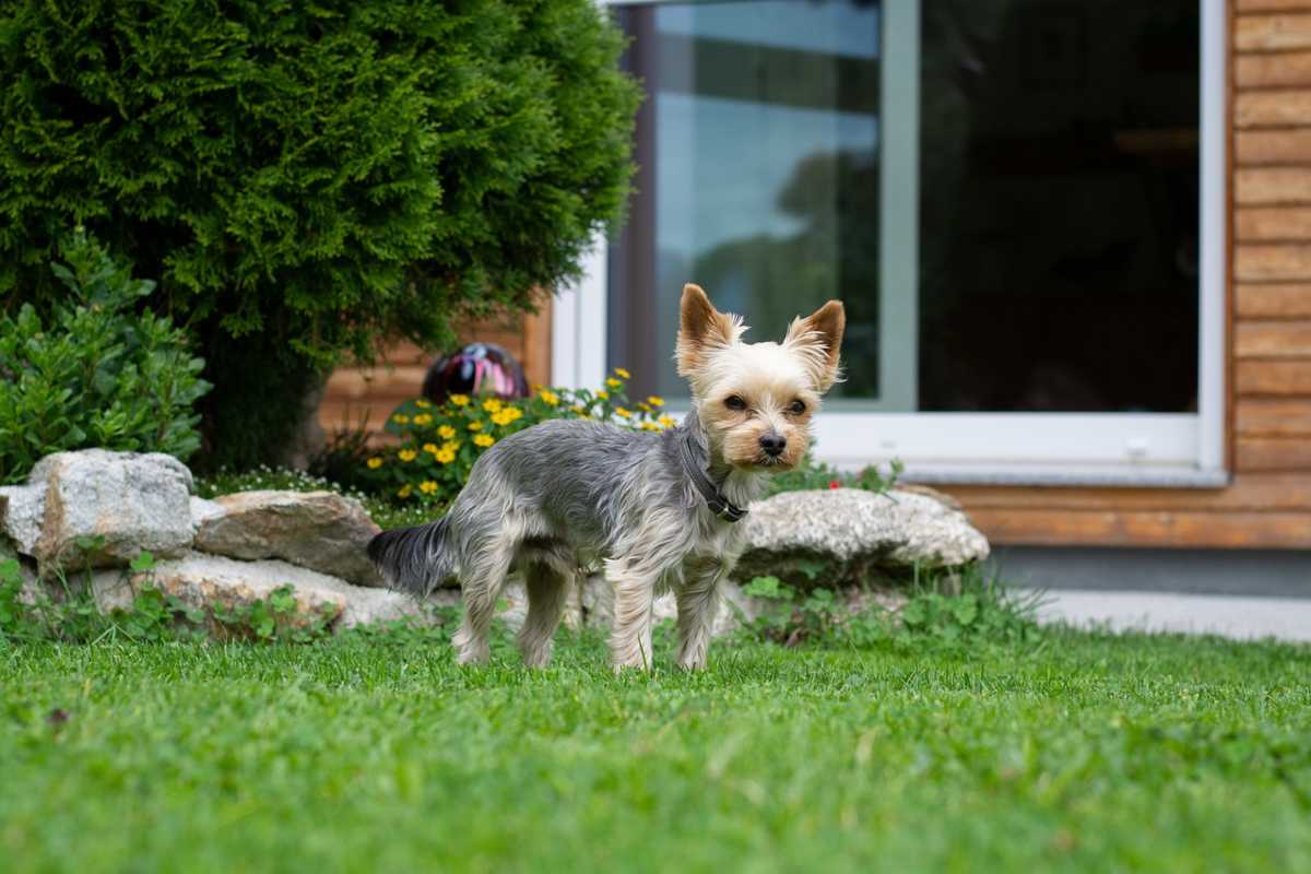 Il cane non fa la pipì perché e quando è il caso di preoccuparsi