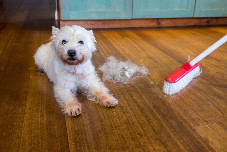 Eliminare Peli Degli Animali In Casa Come Rimuovere I Peli