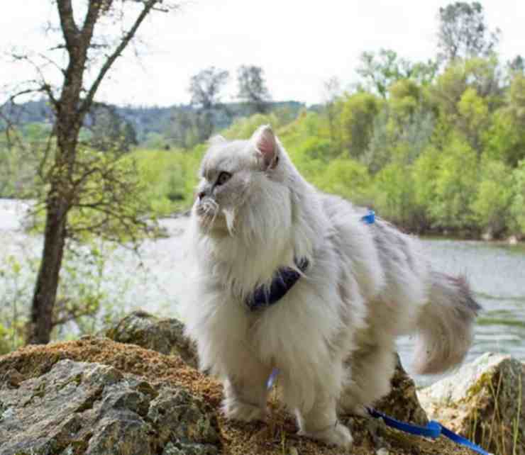 Gatto in viaggio (Foto Instagram)