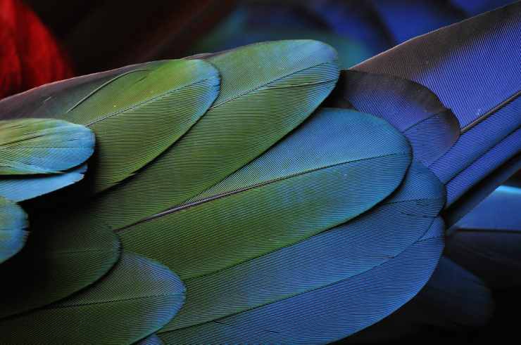Gli splendidi colori del piumaggio (Foto Pixabay)