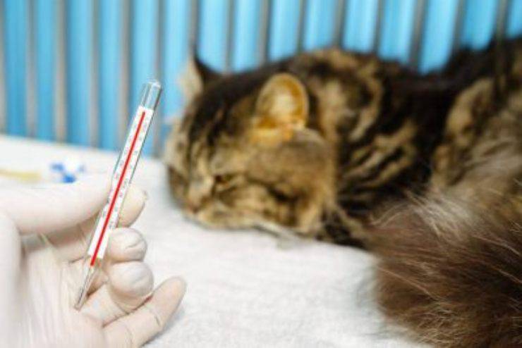 coronavirus nel gatto