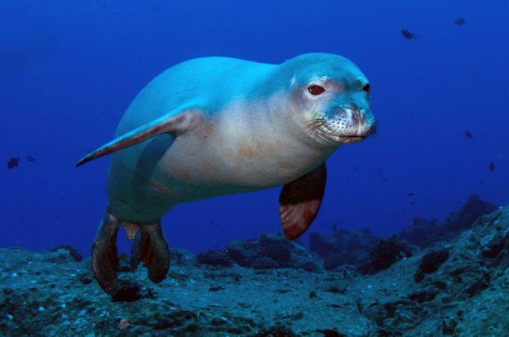 cucciolo foca monaca Italia