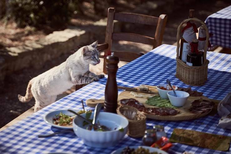 alimenti dannosi per gatti