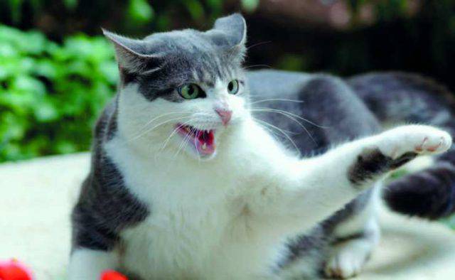 Chiudere Il Gatto In Una Stanza Per Punizione