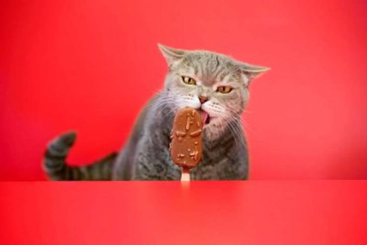 gatto cioccolato