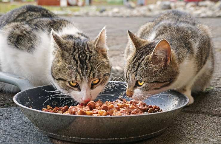 gatti e ciotola