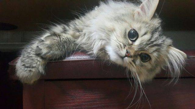 Un Gatto Randagio Si Abitua In Casa
