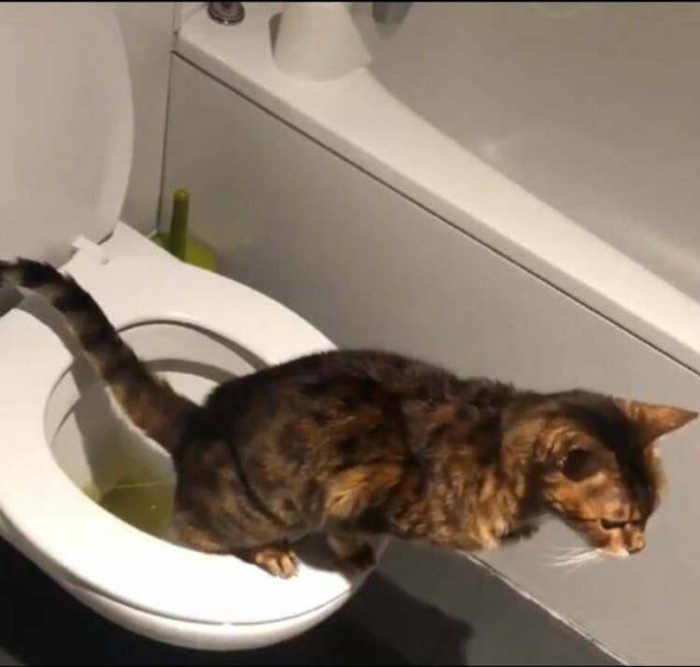 Quanto Resiste Un Gatto Senza Fare Pipì