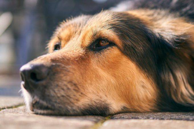 Perché I Cani Si Allontanano Per Morire