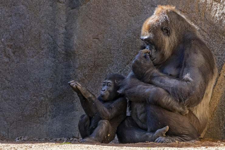 gorilla e cucciolo