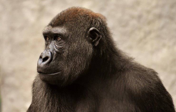 gorilla