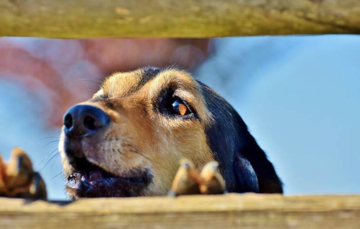 Cane che guarda all'esterno (Foto Pixabay)