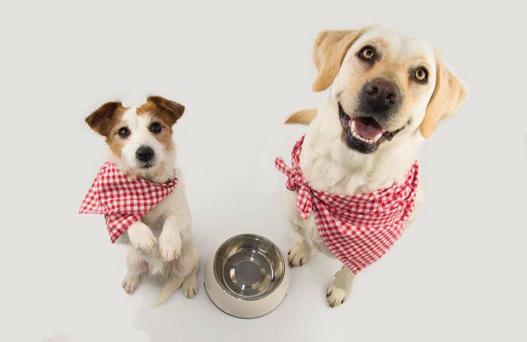 snack per cani fatti in casa