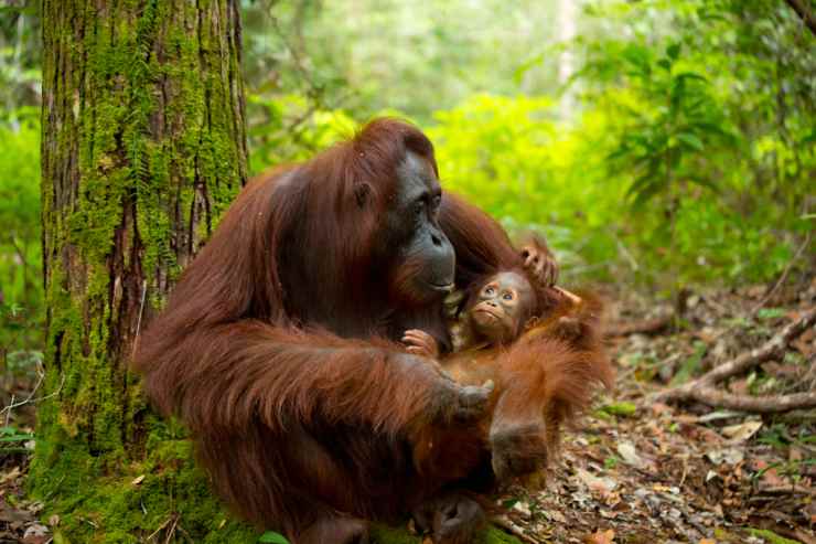 Orango e il suo cucciolo (Foto istock)