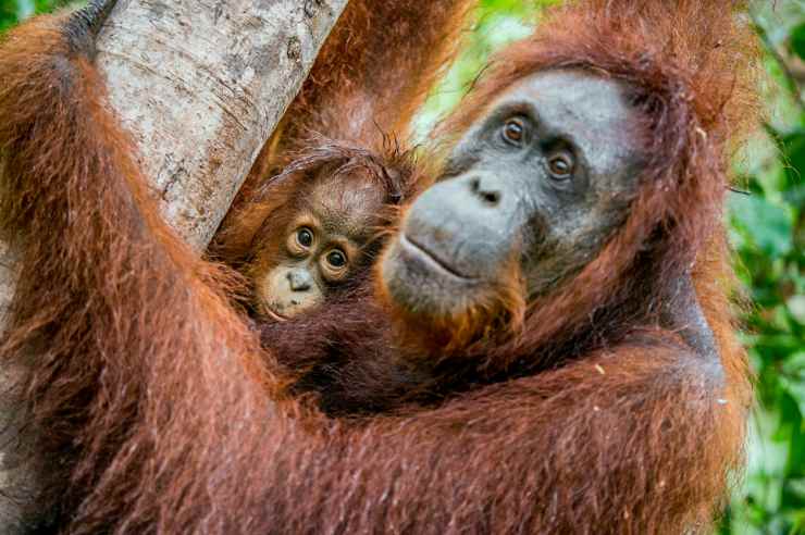 Mamma orango (Foto Istock)