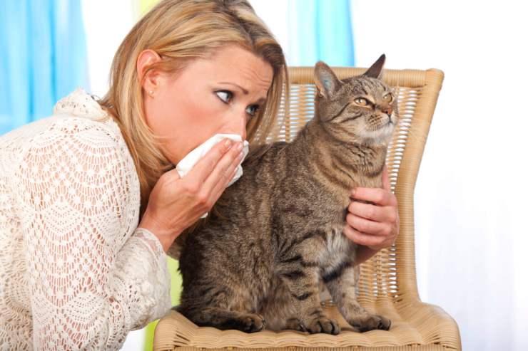 allergia ai gatti