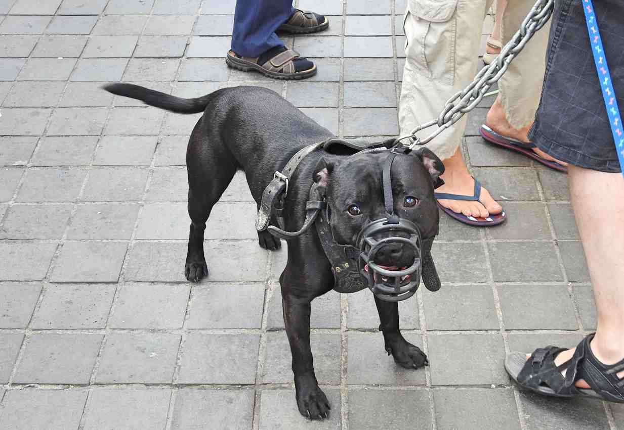 obbligo patentino per cani