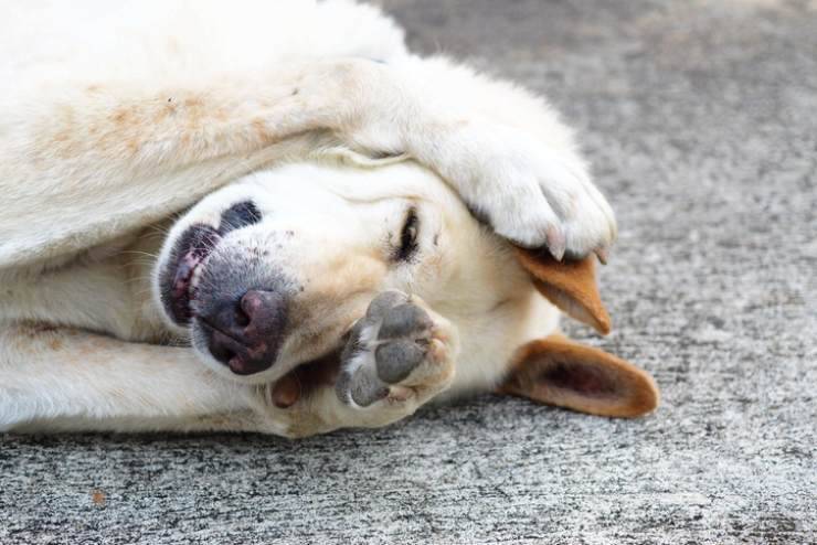 il cane si mette le zampe in faccia