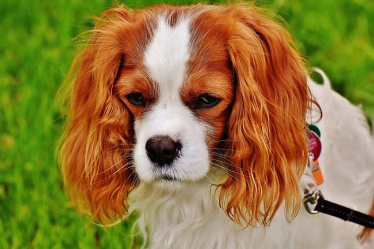 il vostro cane vi odia