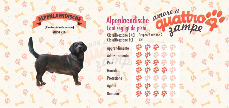 Alpenlaendische dachsbracke scheda razza