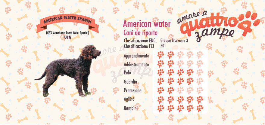 american water spaniel scheda razza