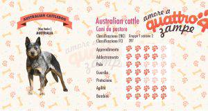 australian cattle dog scheda razza