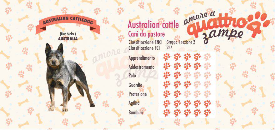 australian cattle dog scheda razza
