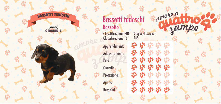 bassotto scheda razza