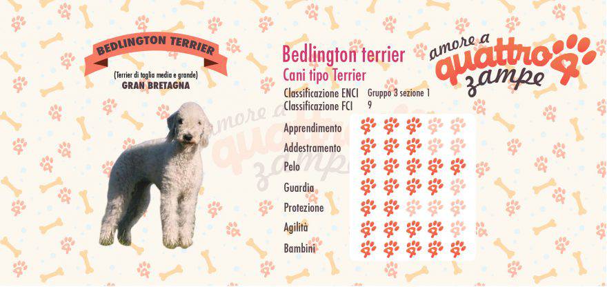 Bedlington terrier scheda razza